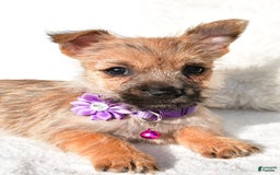 Cairn Terrier dogs for sale: Emmy - Image 6