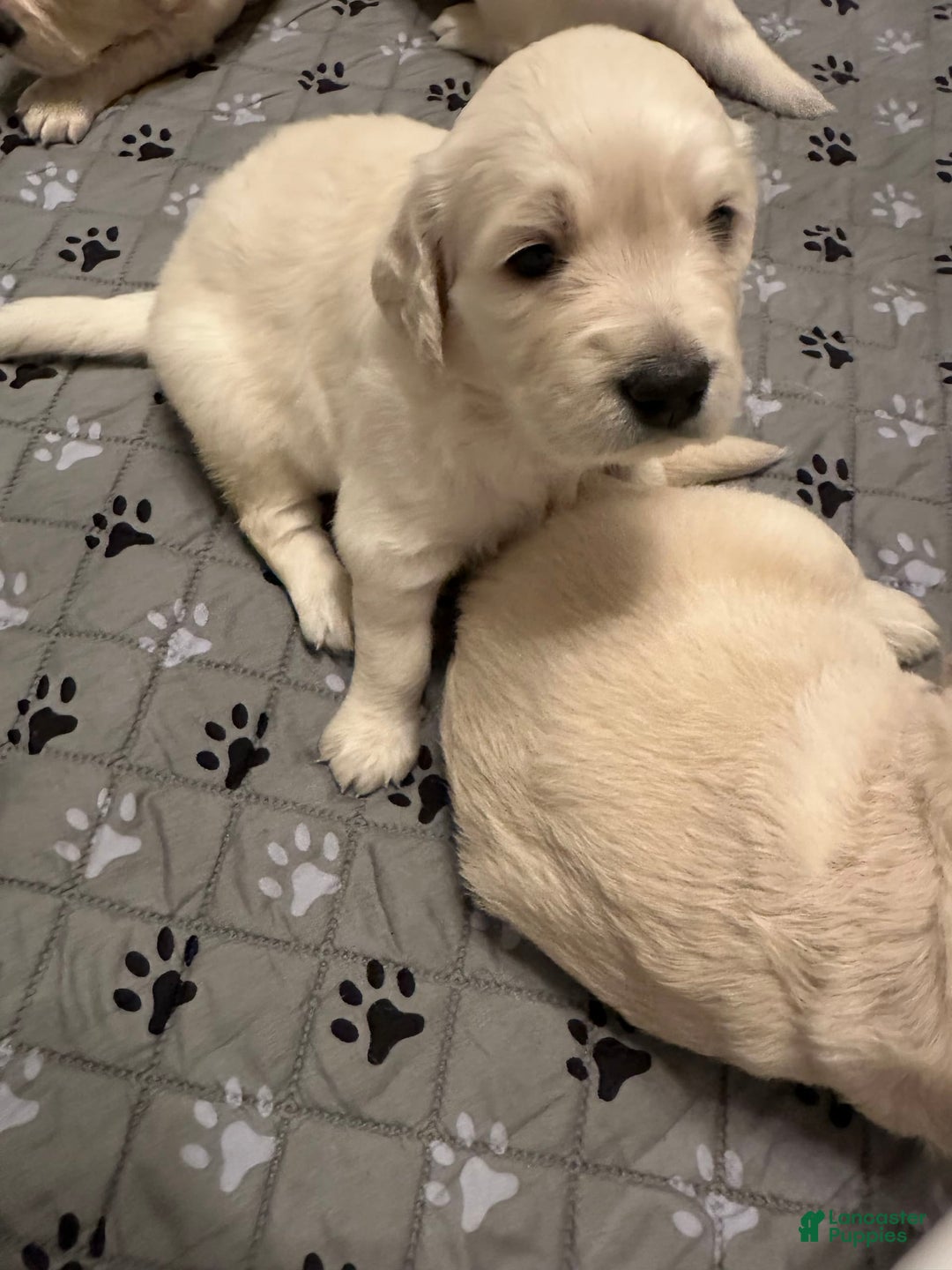 Goldendoodle dogs for sale: Sky F1b Goldendoodle - Image 1