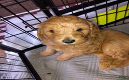 Mini Goldendoodle dogs for sale: Amy - Image 7