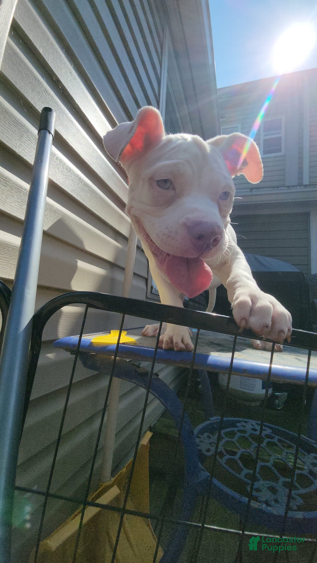 American Bully dogs for sale: Luna - Image 4