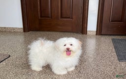 Lhasa Apso dogs for sale: Honey - Image 4