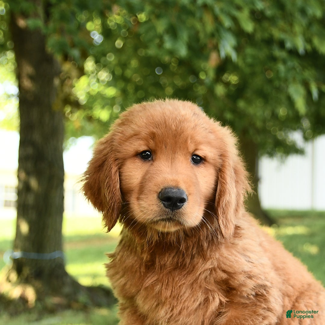 Golden Retriever dogs for sale: Canyon - Listing for pets: Caroline, Chiffon, Clayton, Charlotte, Canyon, Crissa, Crew, Cooper - Image 3
