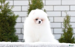 Pomeranian dogs for sale: Mishka - Image 3