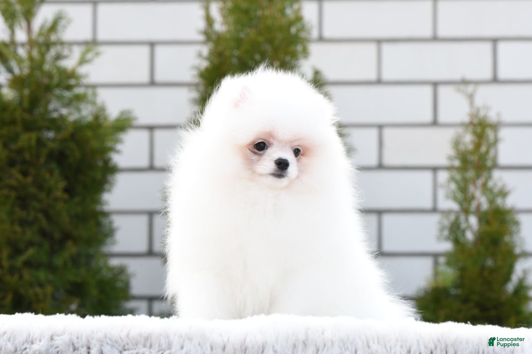 Pomeranian dogs for sale: Mishka - Image 3