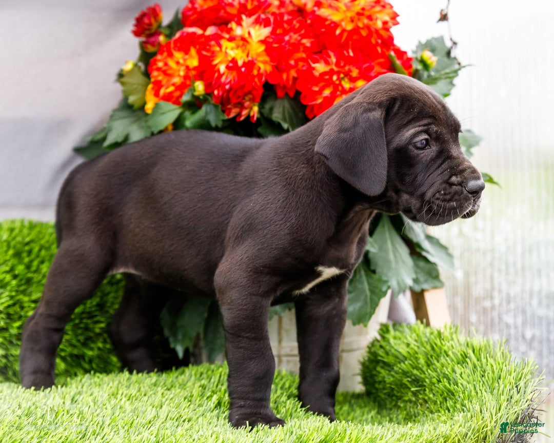 Great Dane dogs for sale: Krista - Image 2