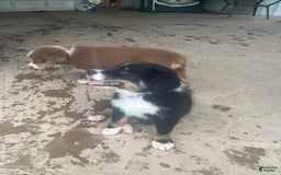 Australian Shepherd dogs for sale: Charlie - Image 11