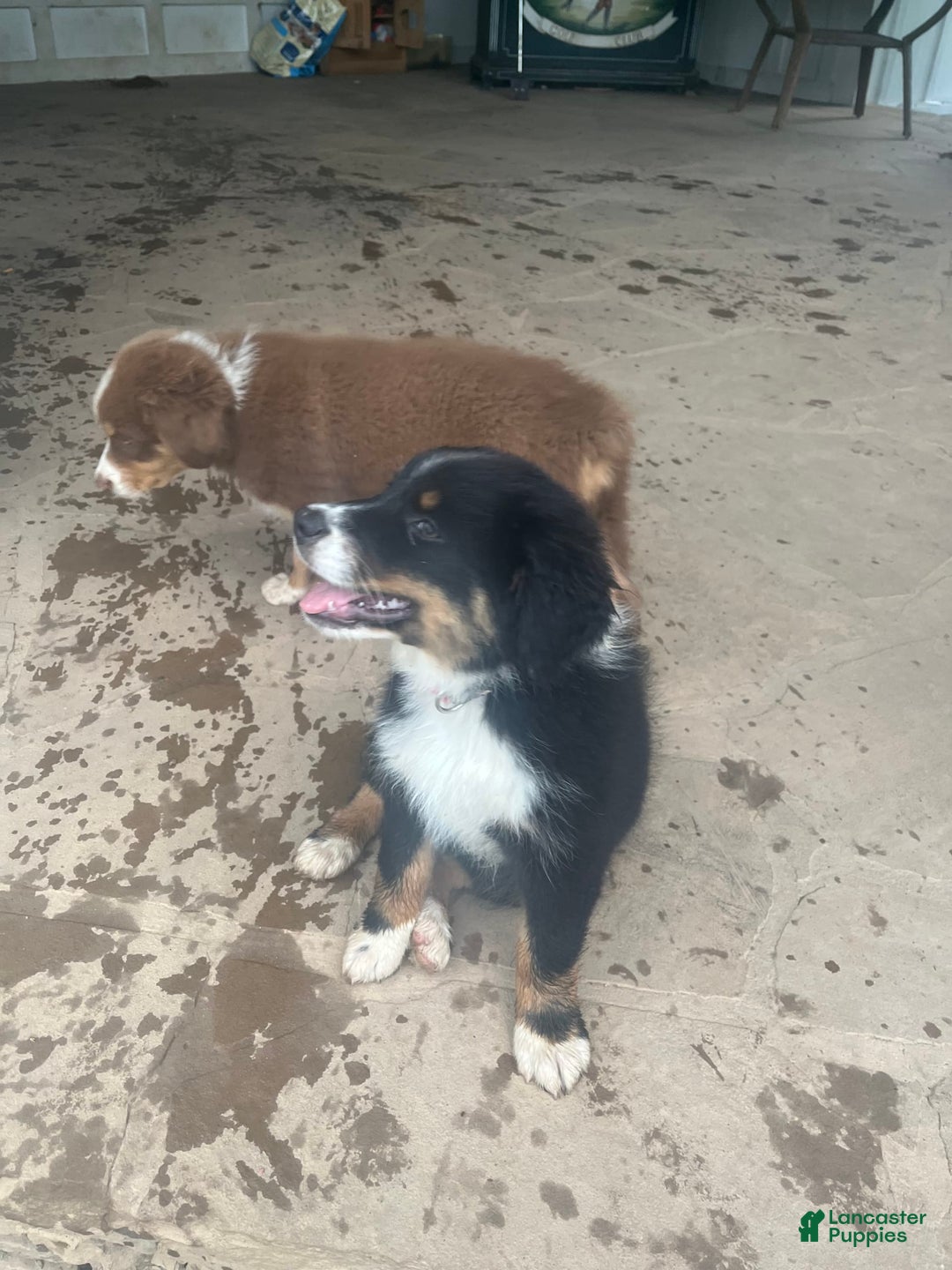 Australian Shepherd dogs for sale: Charlie - Image 11