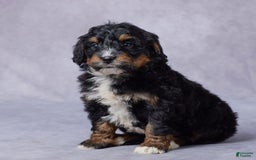 Mini Bernedoodle dogs for sale: Jade - Image 5