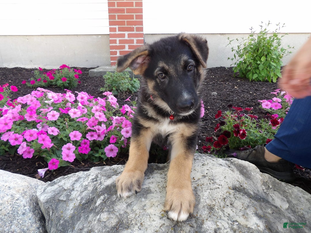 German Shepherd dogs for sale: Zack - Image 4
