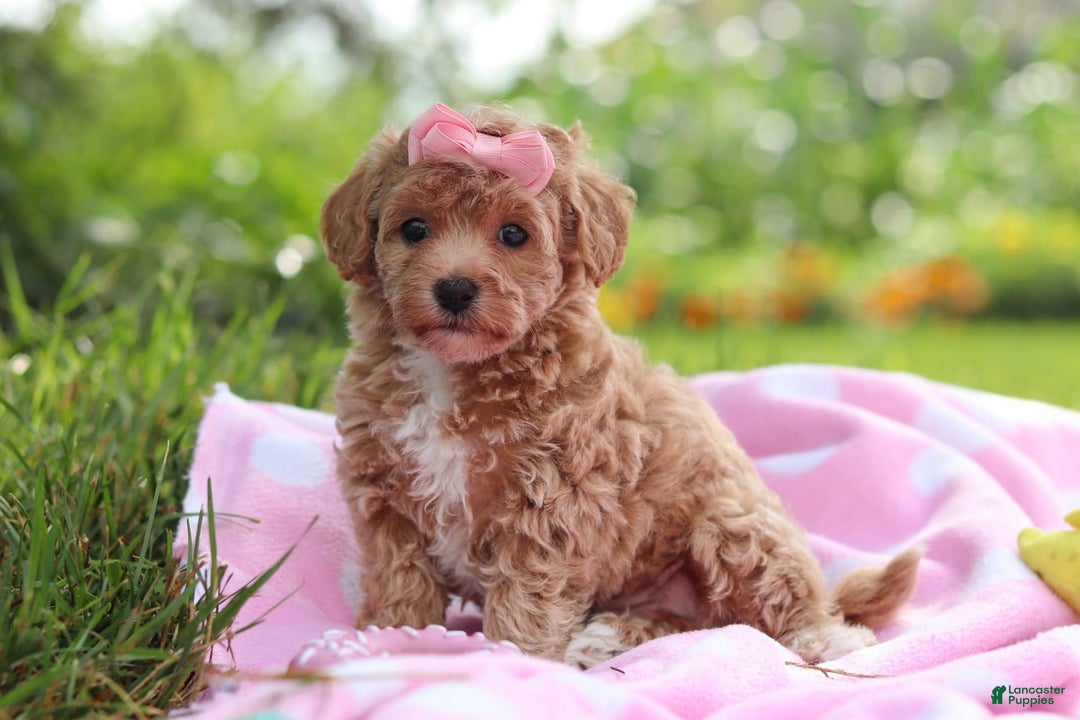 Havapoo dogs for sale: Tabby - Image 4