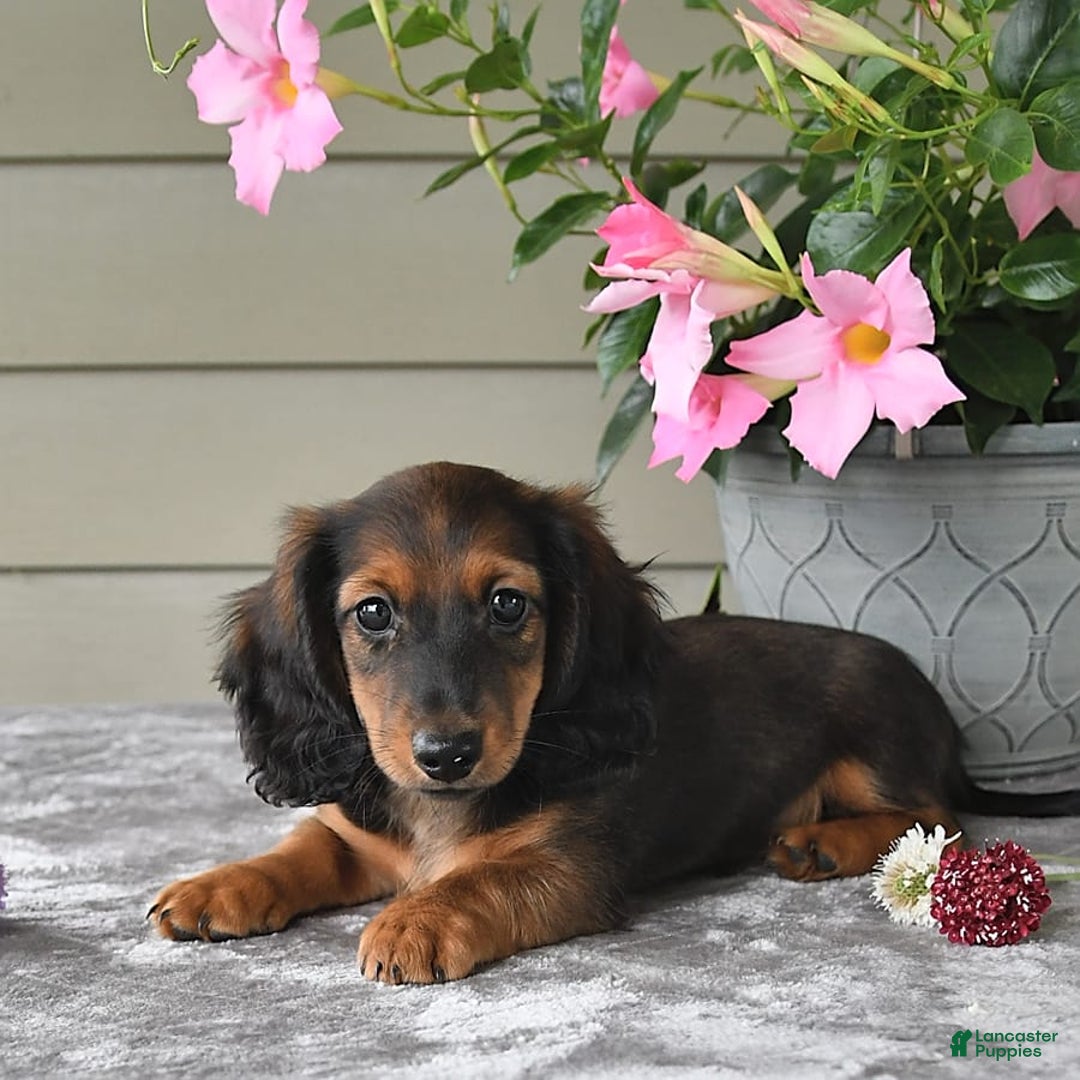 Miniature Dachshund dogs for sale: Laudon - Image 7