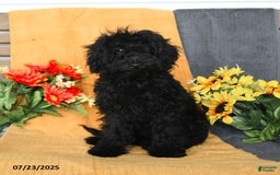 Miniature Poodle dogs for sale: Opal - Image 14