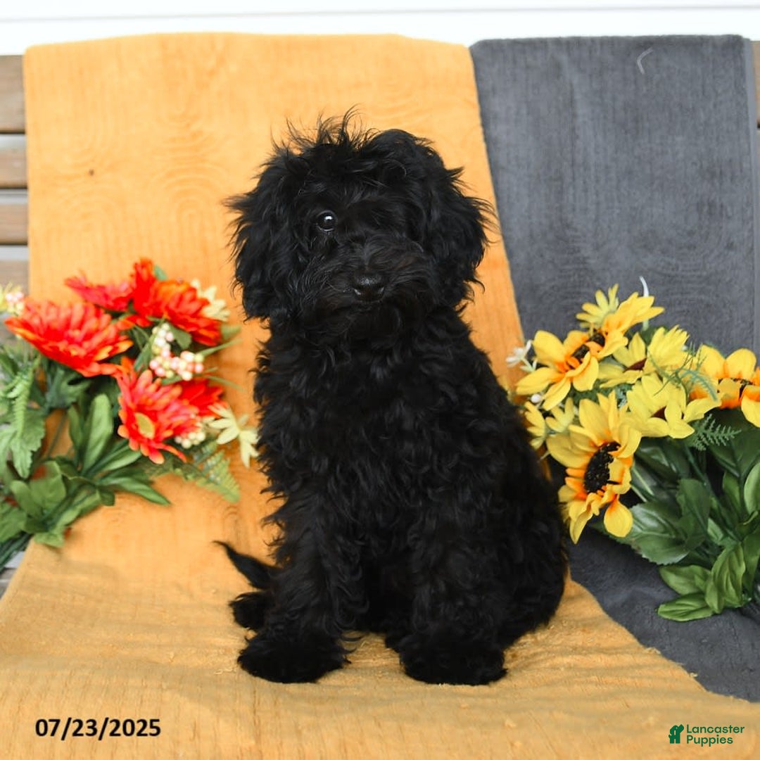 Miniature Poodle dogs for sale: Opal - Image 14