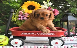 Cavalier King Charles Spaniel dogs for sale: Zander Blake - Image 7