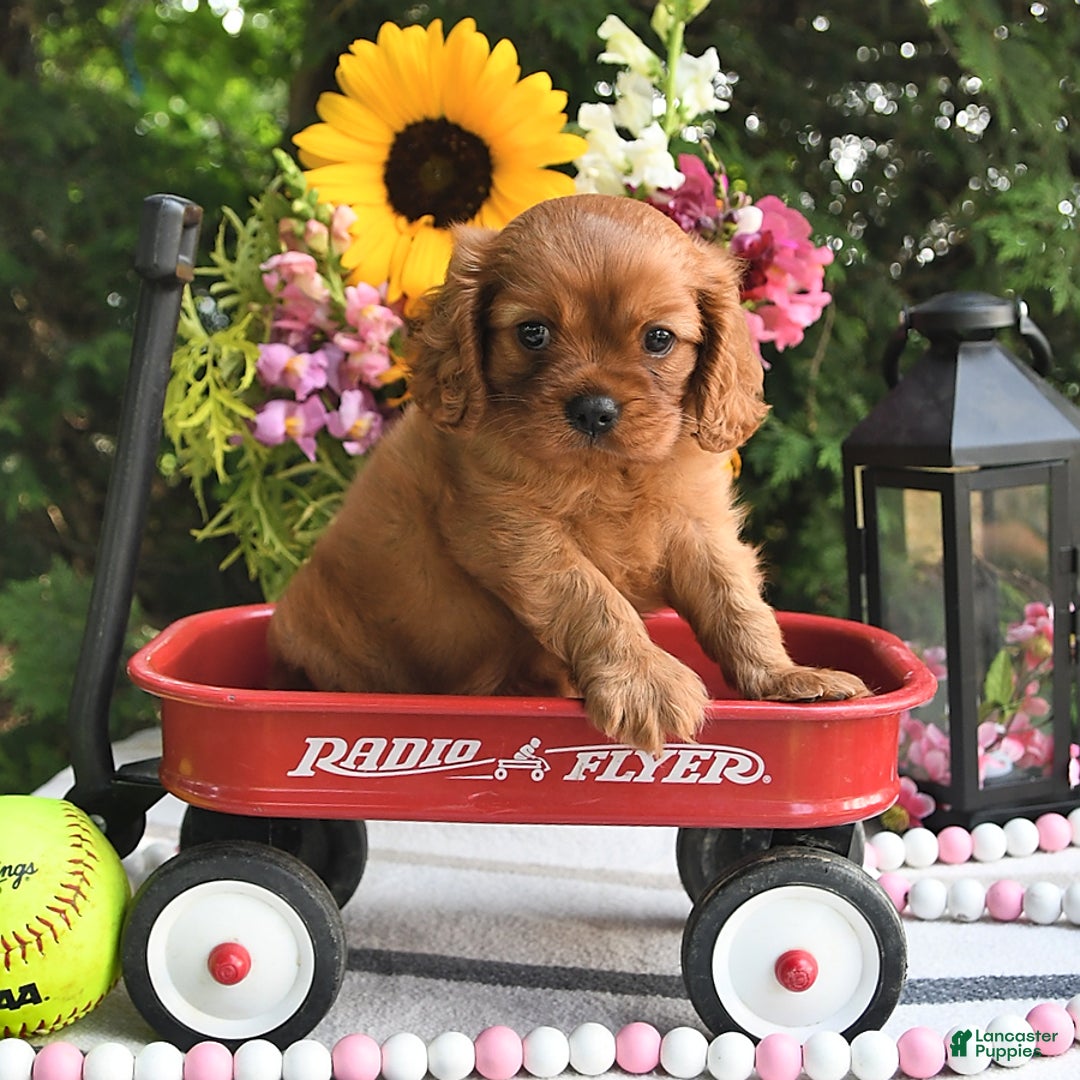 Cavalier King Charles Spaniel dogs for sale: Zander Blake - Image 7