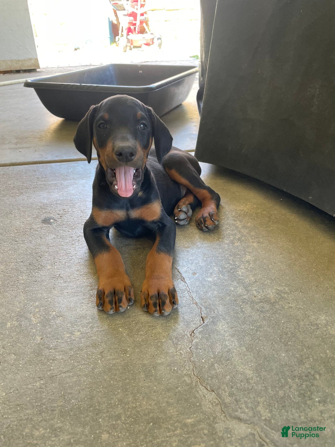 Doberman Pinscher dogs for sale: Boy 2 - Image 2