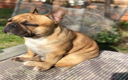 French Bulldog dogs for sale: Mia - Image 9