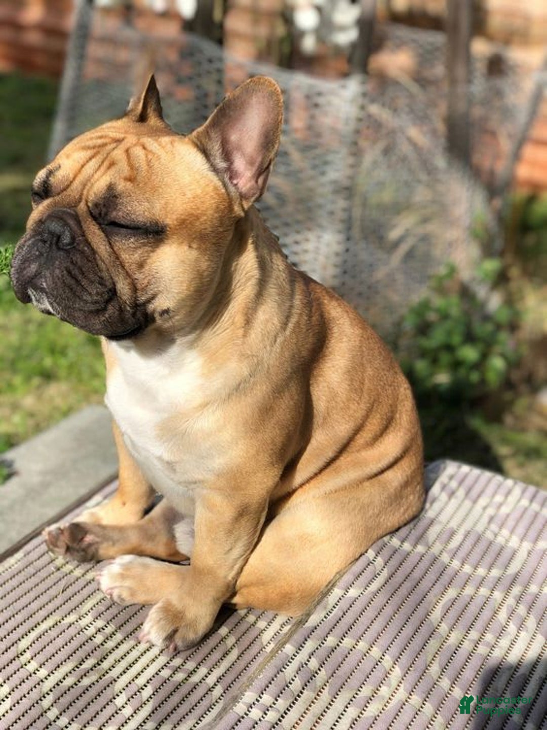 French Bulldog dogs for sale: Mia - Image 9
