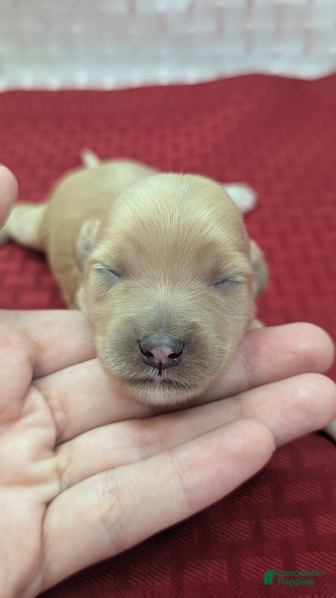 Cockapoo dogs for sale: Nadine - Image 15