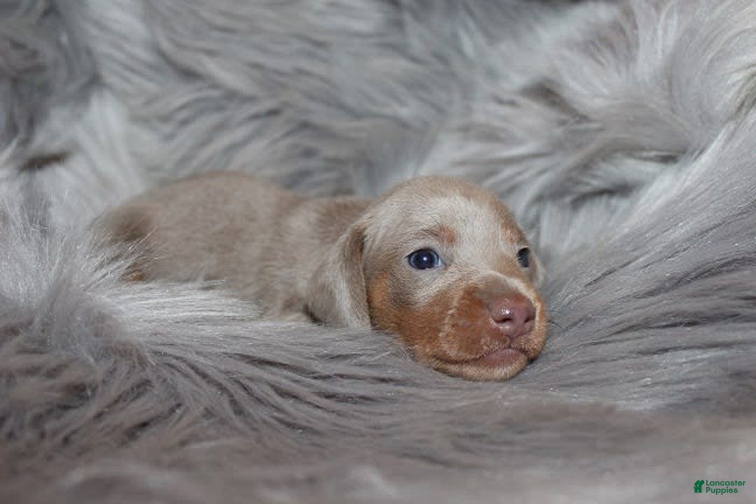Dachshund dogs for sale: Stella Male 3 - Image 5