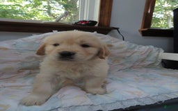 Golden Retriever dogs for sale: Erin - Image 23
