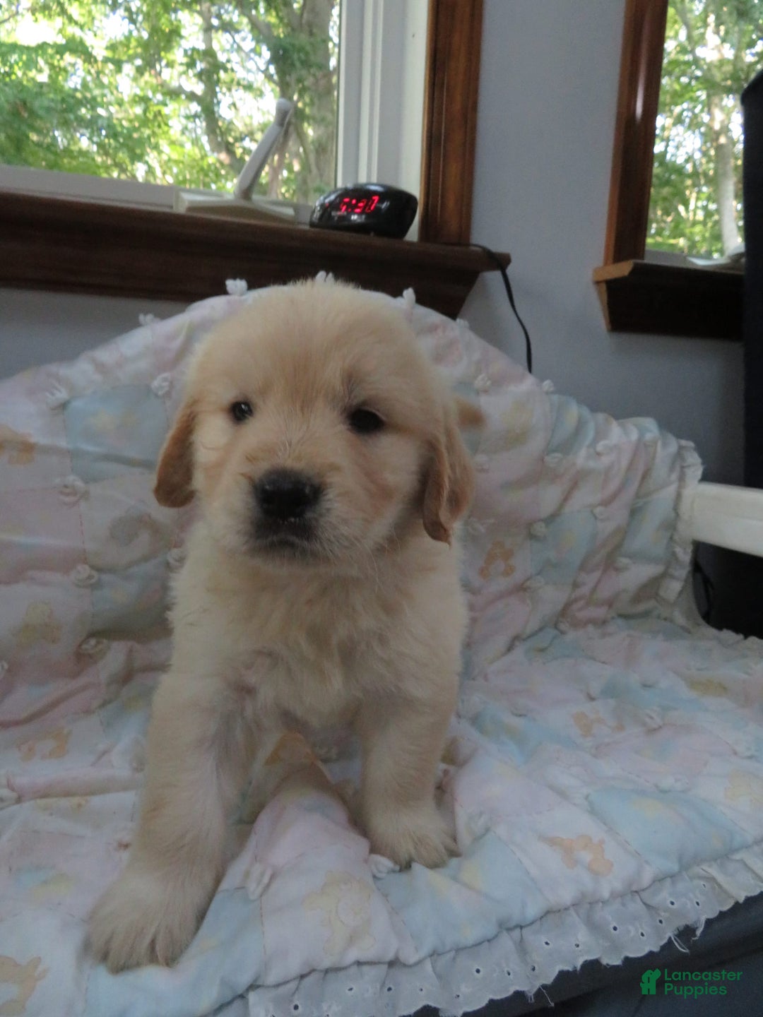 Golden Retriever dogs for sale: Erin - Image 23