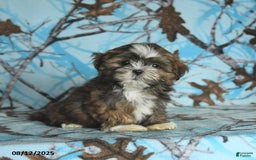 Shih Tzu dogs for sale: Roxy - Image 1