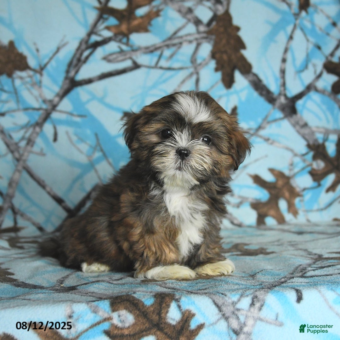 Shih Tzu dogs for sale: Roxy - Image 1