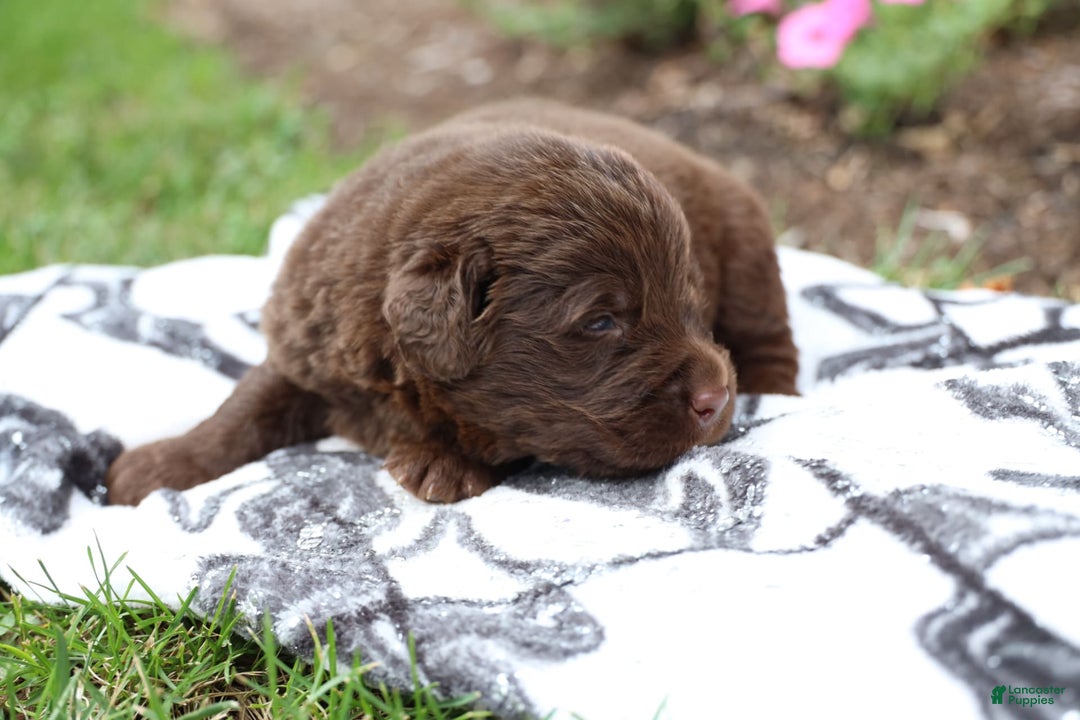 Newfoundland dogs for sale: Hershey - Image 2