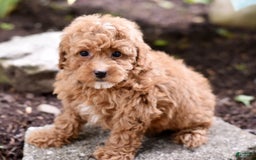 Miniature Poodle dogs for sale: Lucy - Image 6