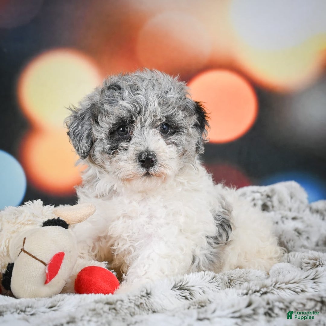 Miniature Poodle dogs for sale: Amber - Image 6