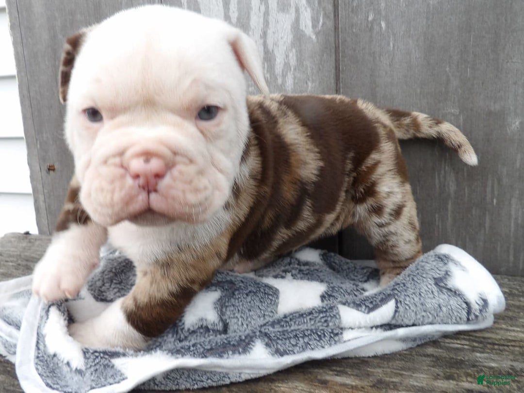 American Bulldog dogs for sale: Alex - Image 2