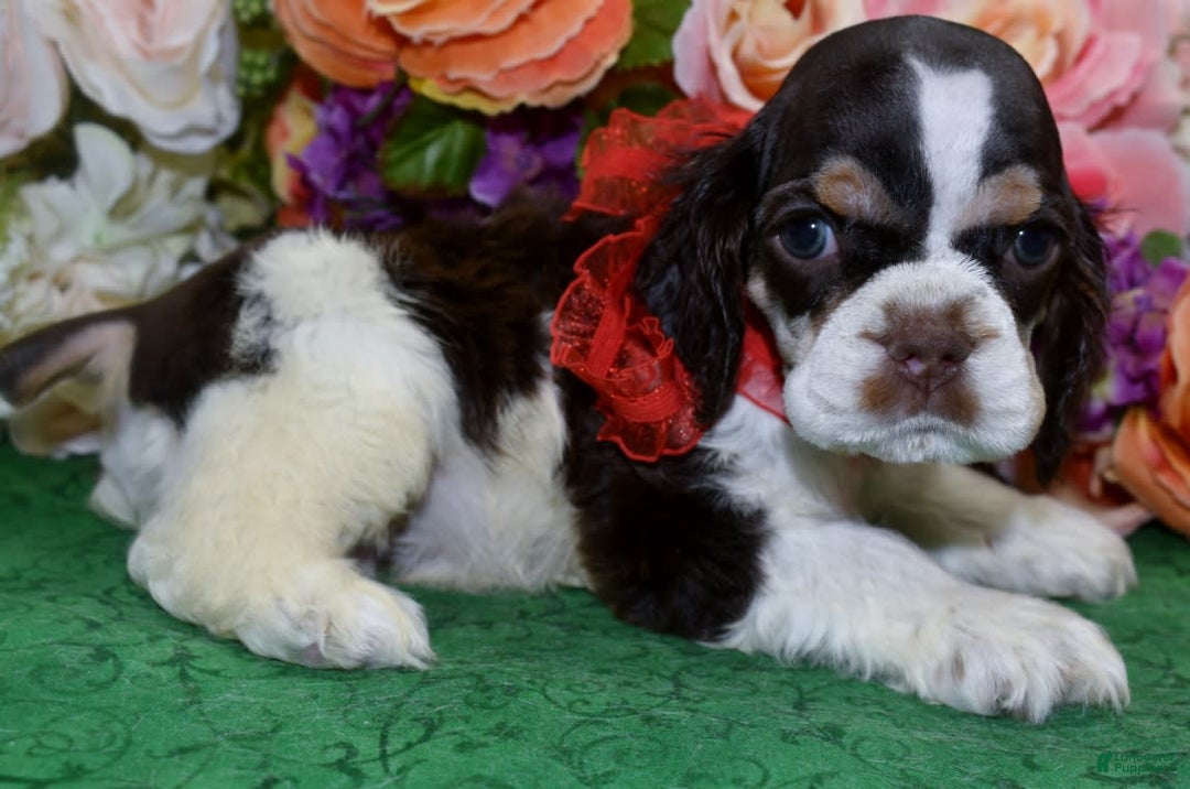 Cocker Spaniel dogs for sale: Acechocolatetanparticockerpuppy - Image 6