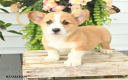 Welsh Corgi Pembroke dogs for sale: Pickles - Image 4