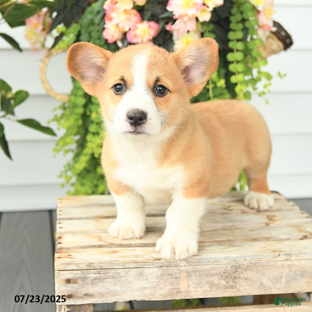 Welsh Corgi Pembroke dogs for sale: Pickles - Image 4