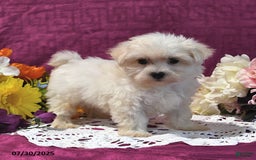 Maltese dogs for sale: Gus - Image 1