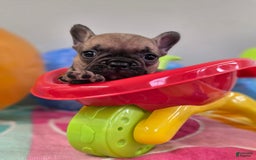 French Bulldog dogs for sale: French Bulldog 5 puppies - Image 1