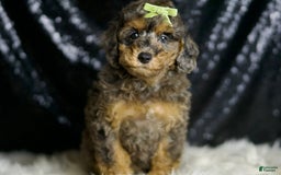 Miniature Poodle dogs for sale: Taki - Image 5