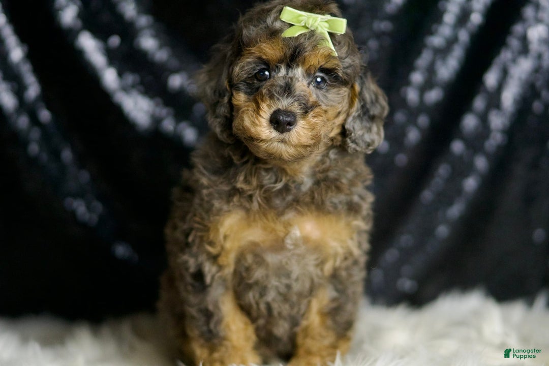 Miniature Poodle dogs for sale: Taki - Image 5