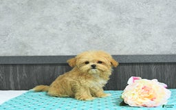 Maltipoo dogs for sale: Bella Extra Small - Image 8