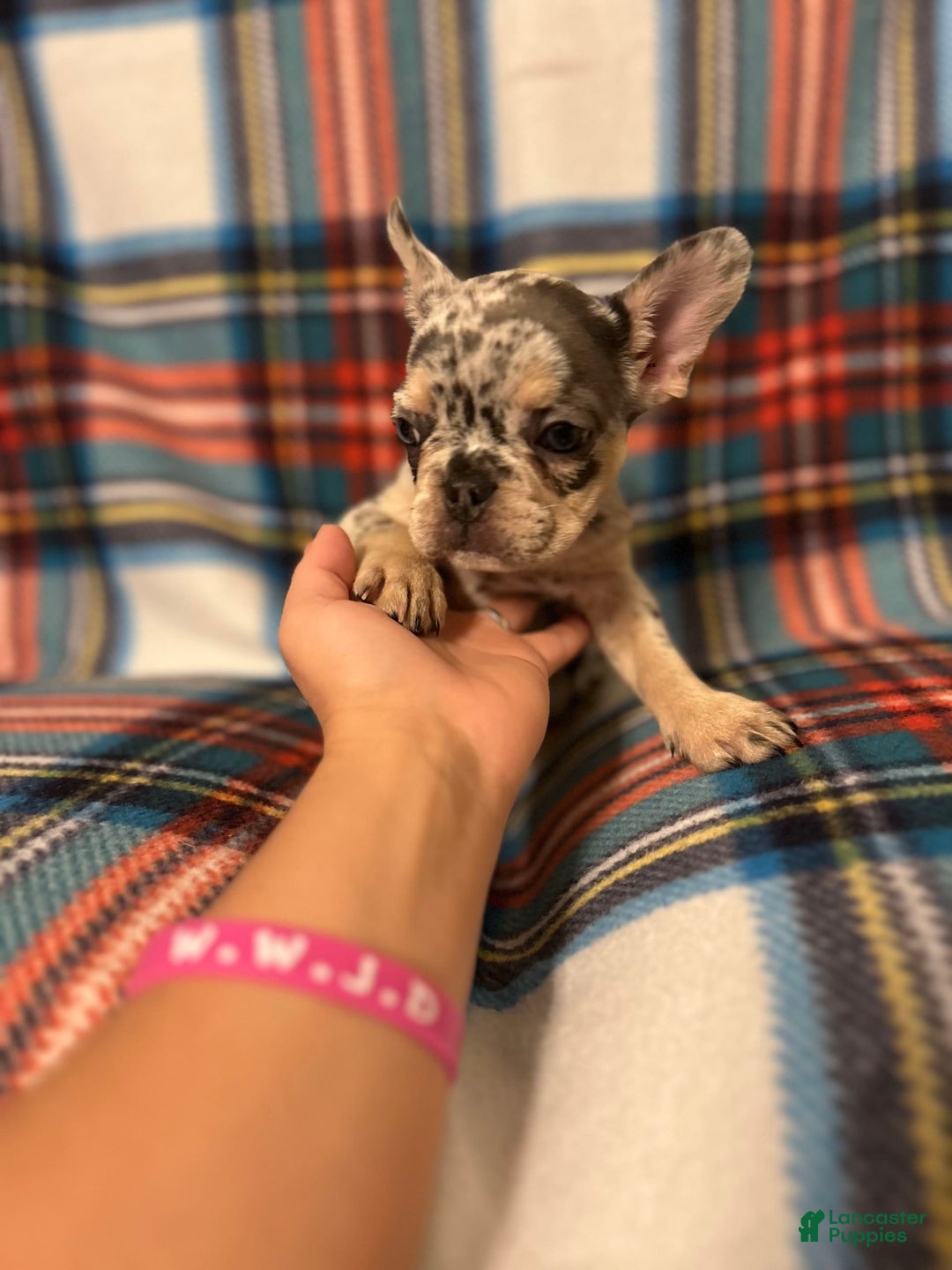 French Bulldog dogs for sale: Tammy - Image 2