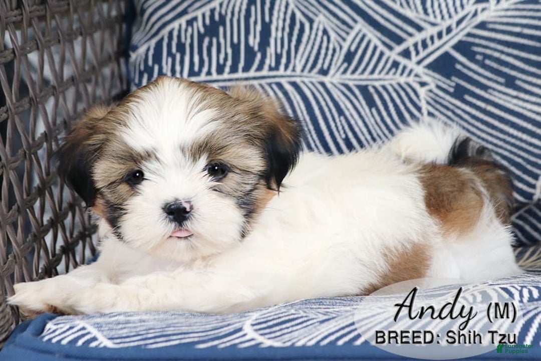 Shih Tzu dogs for sale: Andy - Image 3