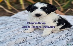 Portuguese Water Dog dogs for sale: Carolina - Image 3