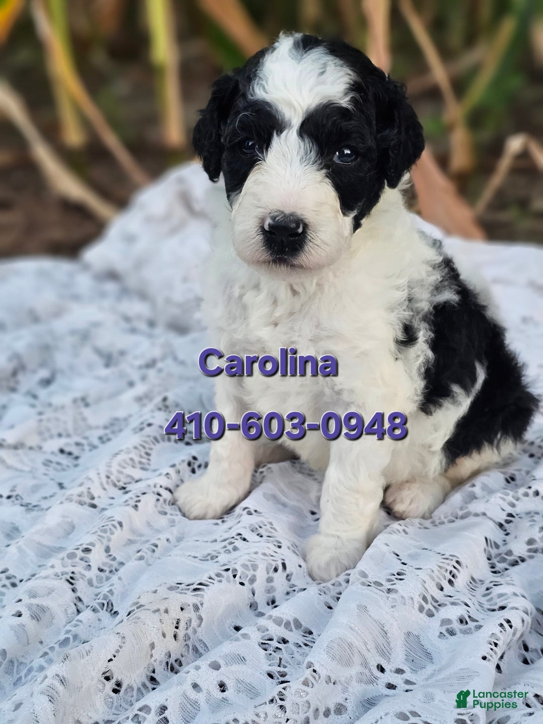 Portuguese Water Dog dogs for sale: Carolina - Image 3