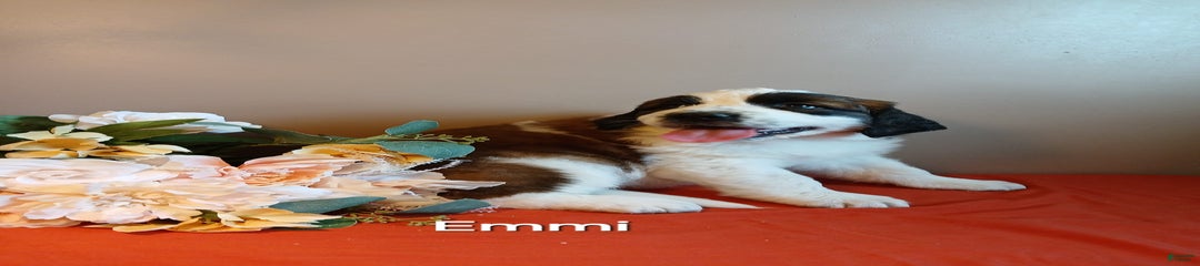 Emmi