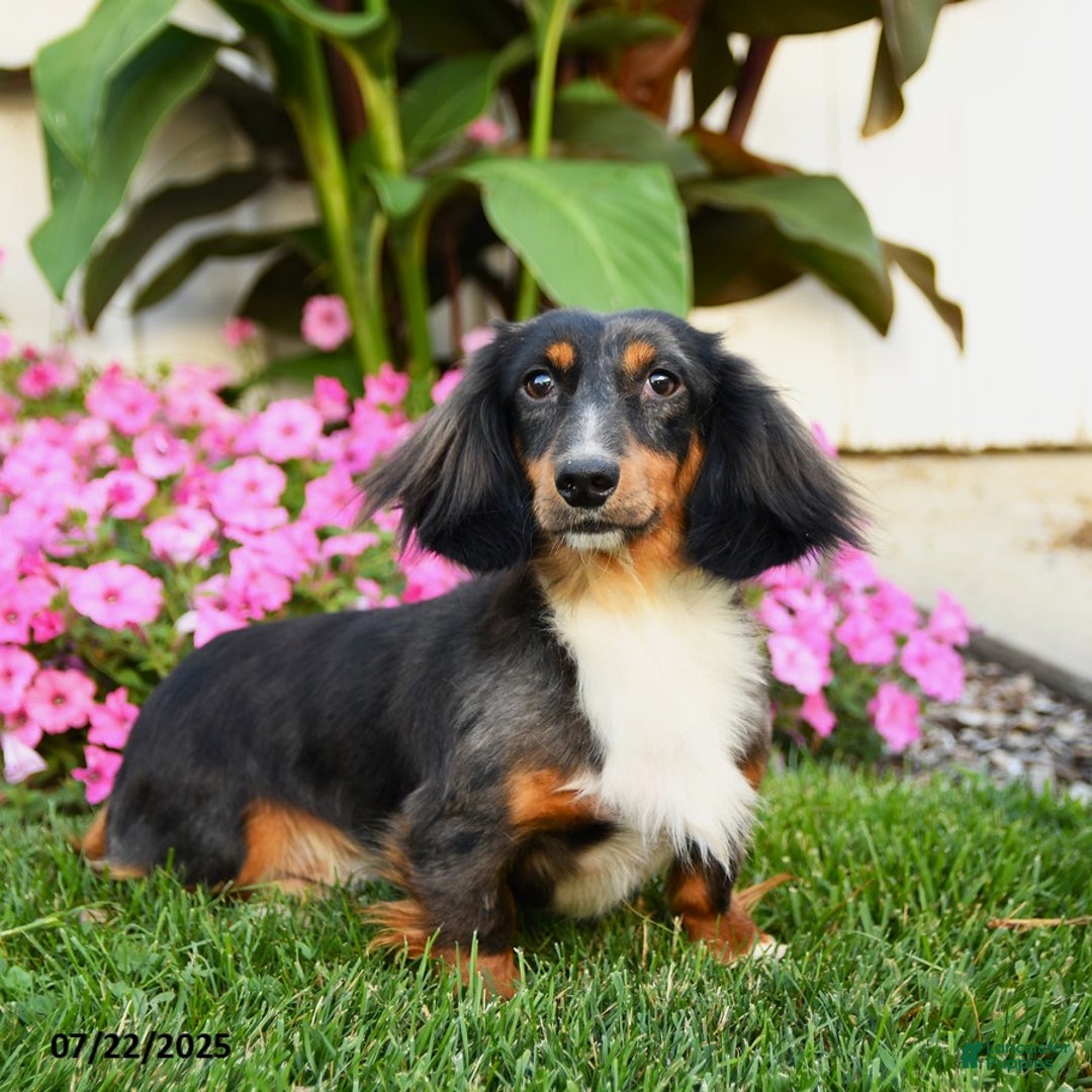 Dachshund dogs for sale: Teddy Bear - Image 1
