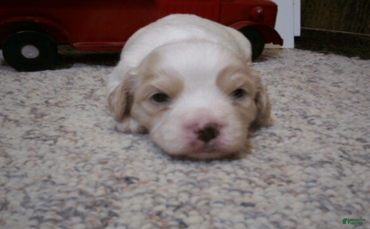Cavachon dogs for sale - Ad 2