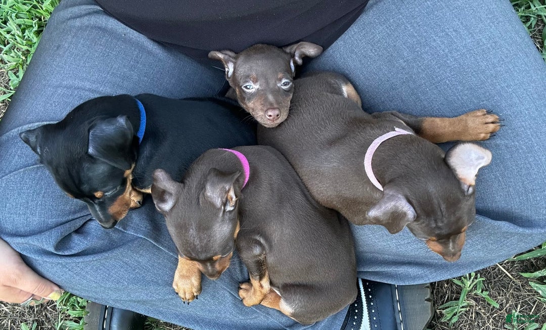 Miniature Pinscher dogs for sale: Ophelia - Image 7