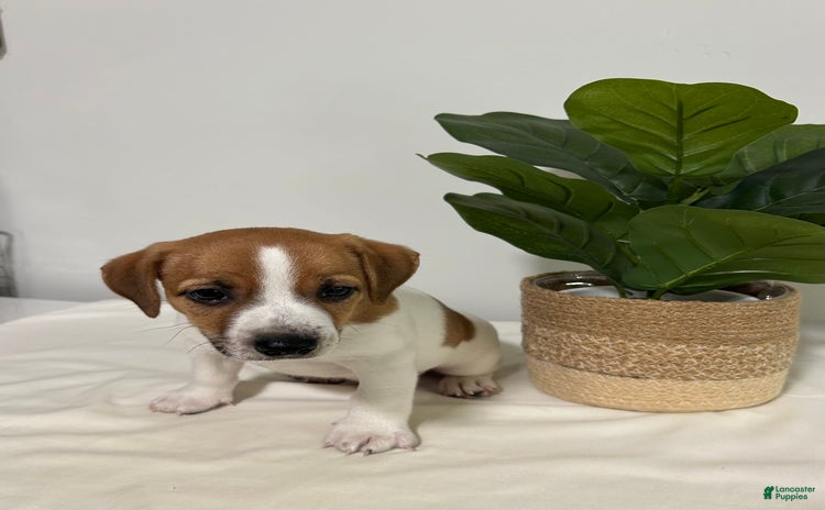 Jack Russell Terrier dogs for sale - Ad 1