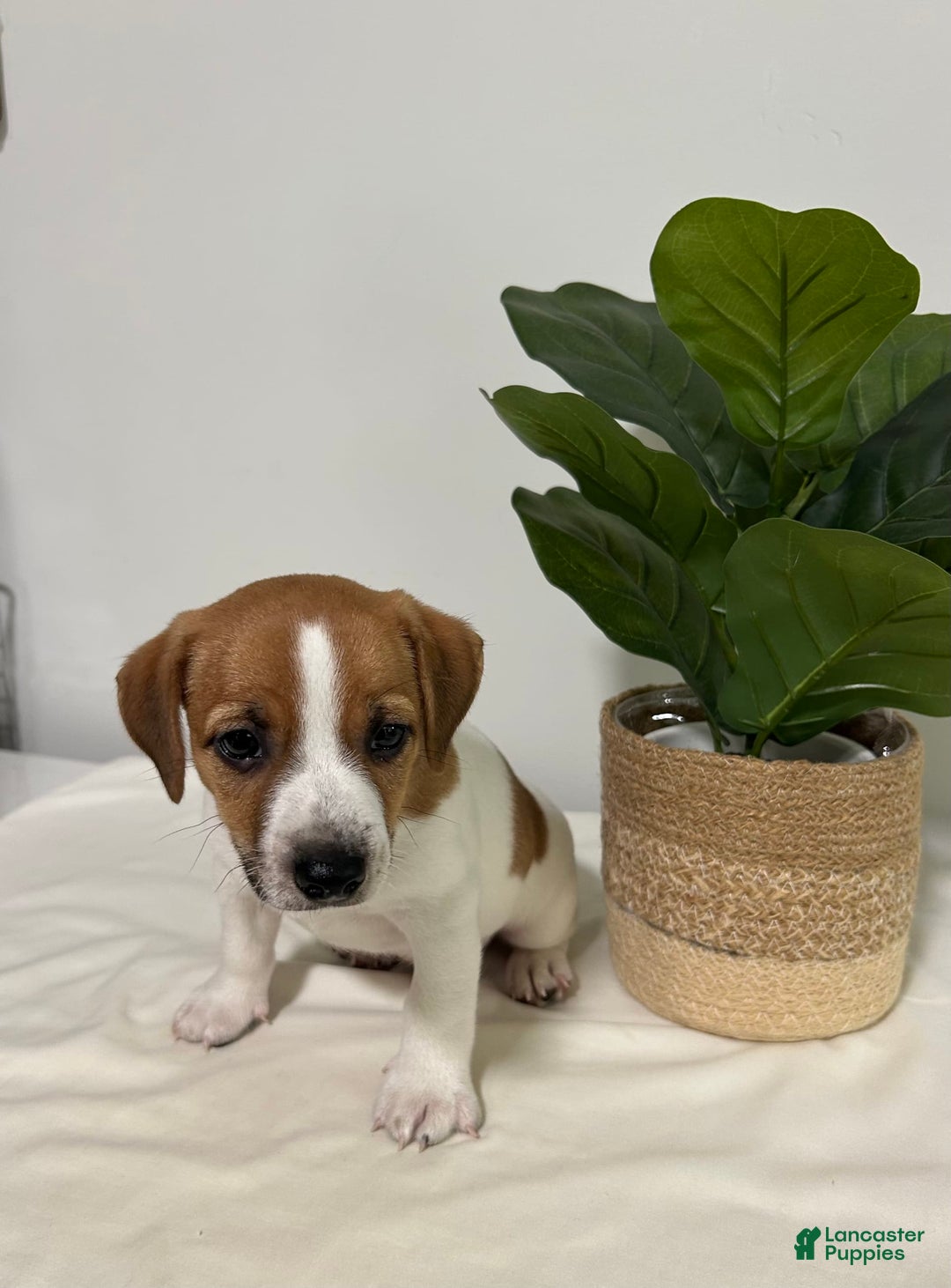 Jack Russell Terrier dogs for sale: Jasper - Image 1